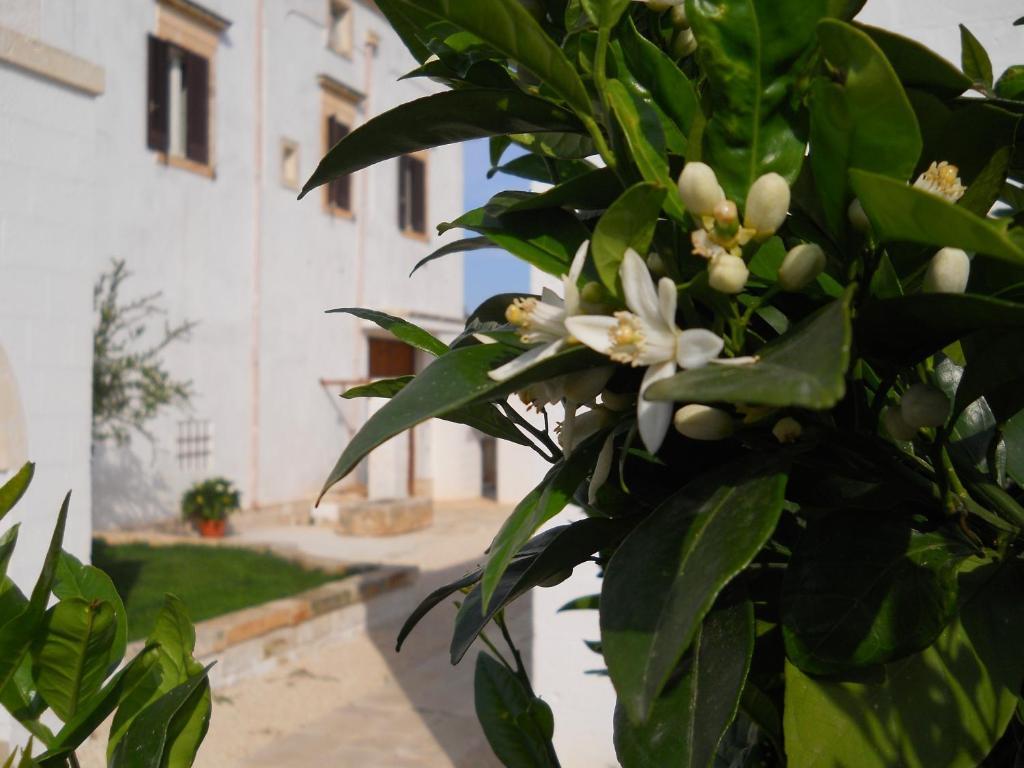 Masseria De Michele *