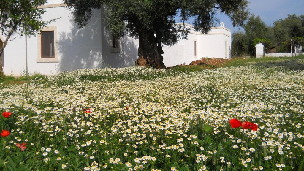 Masseria De Michele * Montalbano (Apulia)